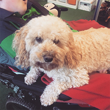 image of white do sitting down