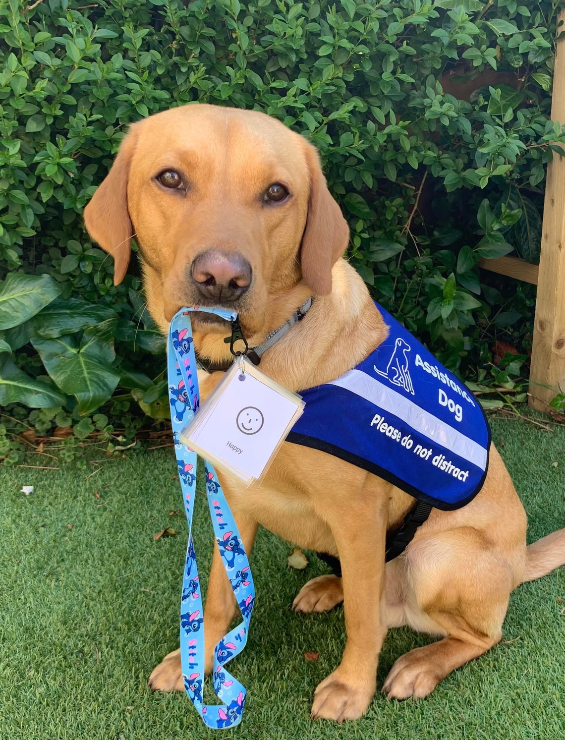 Golden Labrador with blue assistance dog jacket